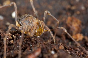Media type: image;   Invertebrate Zoology 49771